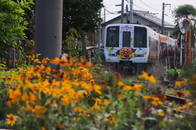 【土佐くろ】2000系アンパンマン列車オレンジ廃車回送を多度津工場線で撮影した写真